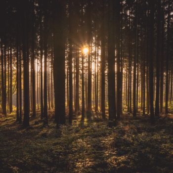 Bespaar 0,2 Mton CO₂ met duurzamer bosbeheer